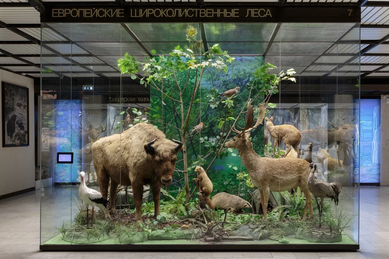 Фото Государственный Дарвиновский музей - развлечение в Москве | Досугатор